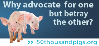 50 thousand pigs