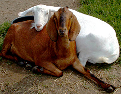 goat friends